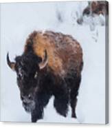 Buffalo Morning Canvas Print