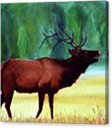 Bugling Elk Canvas Print