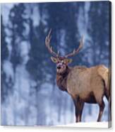 Bull Elk In Snow Cervus Elaphus Wild Wyoming Canvas Print