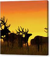 Bull Elk Jumping Fence At Sunrise Canvas Print