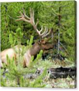 Bull Elk Sitting Peacefully In A Clearing Of Trees. Canvas Print