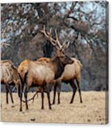 Bull Elk Woolaroc Oklahoma Canvas Print