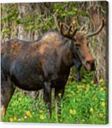 Bull Moose Strikes A Pose Canvas Print