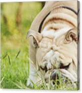 Bulldog Canvas Print