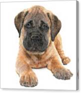 So Adorable, Bullmastiff Puppy Dog Canvas Print