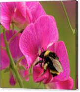 Bumble Bee On Peavine #1 Canvas Print