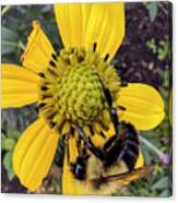 Bumble Bee On Yellow Flower Canvas Print