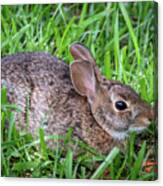 Bunny On The Lawn Canvas Print