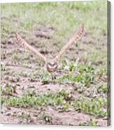 Burrowing Owl Flies Head On Canvas Print