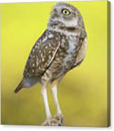 Burrowing Owl. Canvas Print