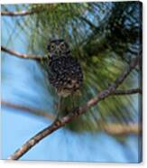 Burrowing Owl With Head Swiveled Back Looking Canvas Print