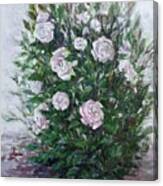 Bush Of White Roses Canvas Print