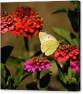 Butterfly Colors Canvas Print