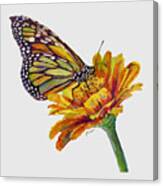 Butterfly Kiss On White Canvas Print