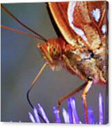 Butterfly On A Bullthistle Canvas Print