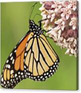 Butterfly On A Pink Flower Canvas Print