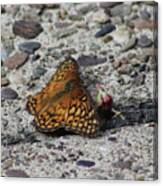 Butterfly On The Sidewalk Canvas Print