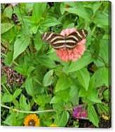 Butterfly On Wild Flowers I Canvas Print