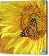 Butterfly Visit Canvas Print