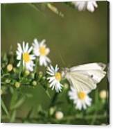 Cabbage Butterfly On Wildflowers Canvas Print