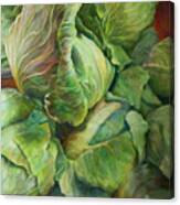 Cabbage Harvest Canvas Print