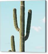 Cacti Cactus Collection - The Cactus Canvas Print