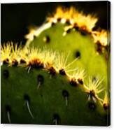 Cactus At Dawn - Sedona Canvas Print