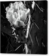 Cactus Bloom Bw Canvas Print