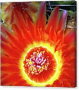Cactus Flower Fire Canvas Print