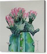 Cactus Rose Canvas Print