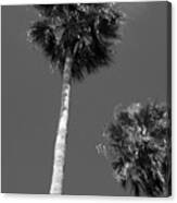 California Palms Bw Canvas Print