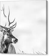 California Tule Elk Bull Canvas Print