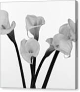 Calla Lillies X 5 Black And White Canvas Print