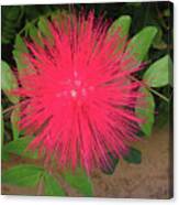 Calliandra Powder Puff 5 Canvas Print