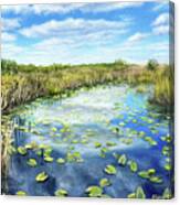 Calm In The Everglades Canvas Print