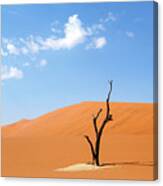 Camelthorn Tree In Sossusvlei, Namibia Canvas Print