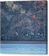 Canada Geese Flock Gliding In Canvas Print