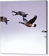 Canada Geese In Flight Canvas Print