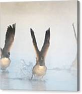 Canada Geese In The Mist 2208-010220-2 Canvas Print