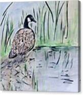 Canada Goose By Waterside Canvas Print