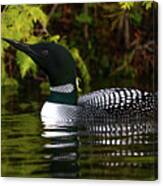 Canadian Loon 2 Canvas Print