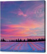 Canola Field In Snow Canvas Print