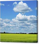 Canola Field Canvas Print