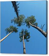 Canopies And Stems Of Four High Conifers Growing Close Together To The Blue Sky Canvas Print