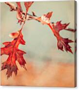 Cape Cod Oak Leaves In Autumn Canvas Print