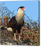 Caracara In The Dunes Canvas Print