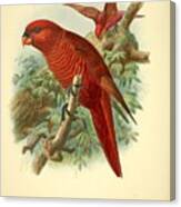 Cardinal Lory Canvas Print