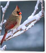 Cardinal On A Snowy Winter Late Afternoon Canvas Print