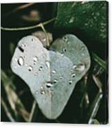 Carolina Coralbead Heart Leaf Canvas Print