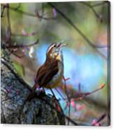 Carolina Wren Sings For Spring Canvas Print